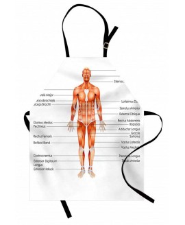 Human Anatomy Apron Human Anatomy Apron